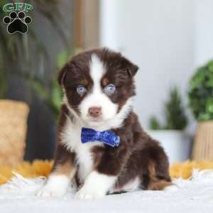 Sydney, Miniature Australian Shepherd Puppy